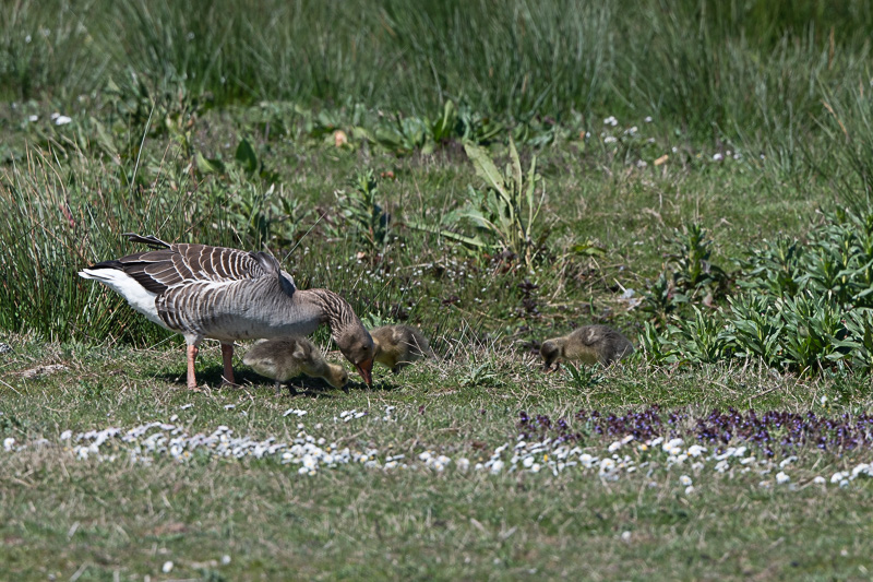 Grauwe Gans